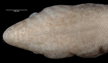 Media type: image;   Herpetology R-56322